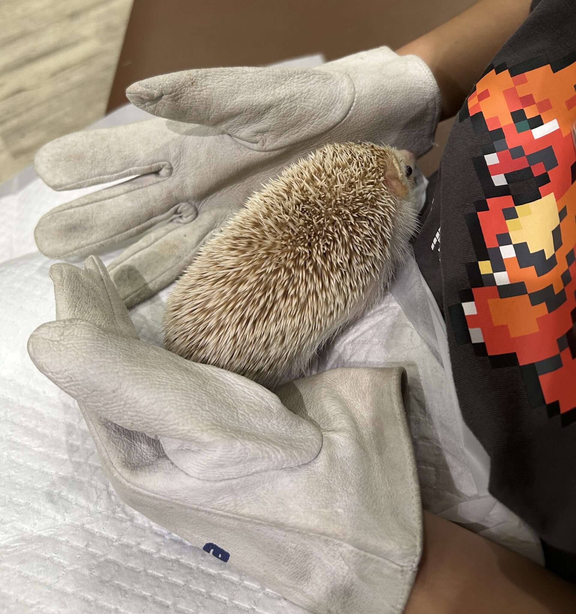 いけもふさｎ