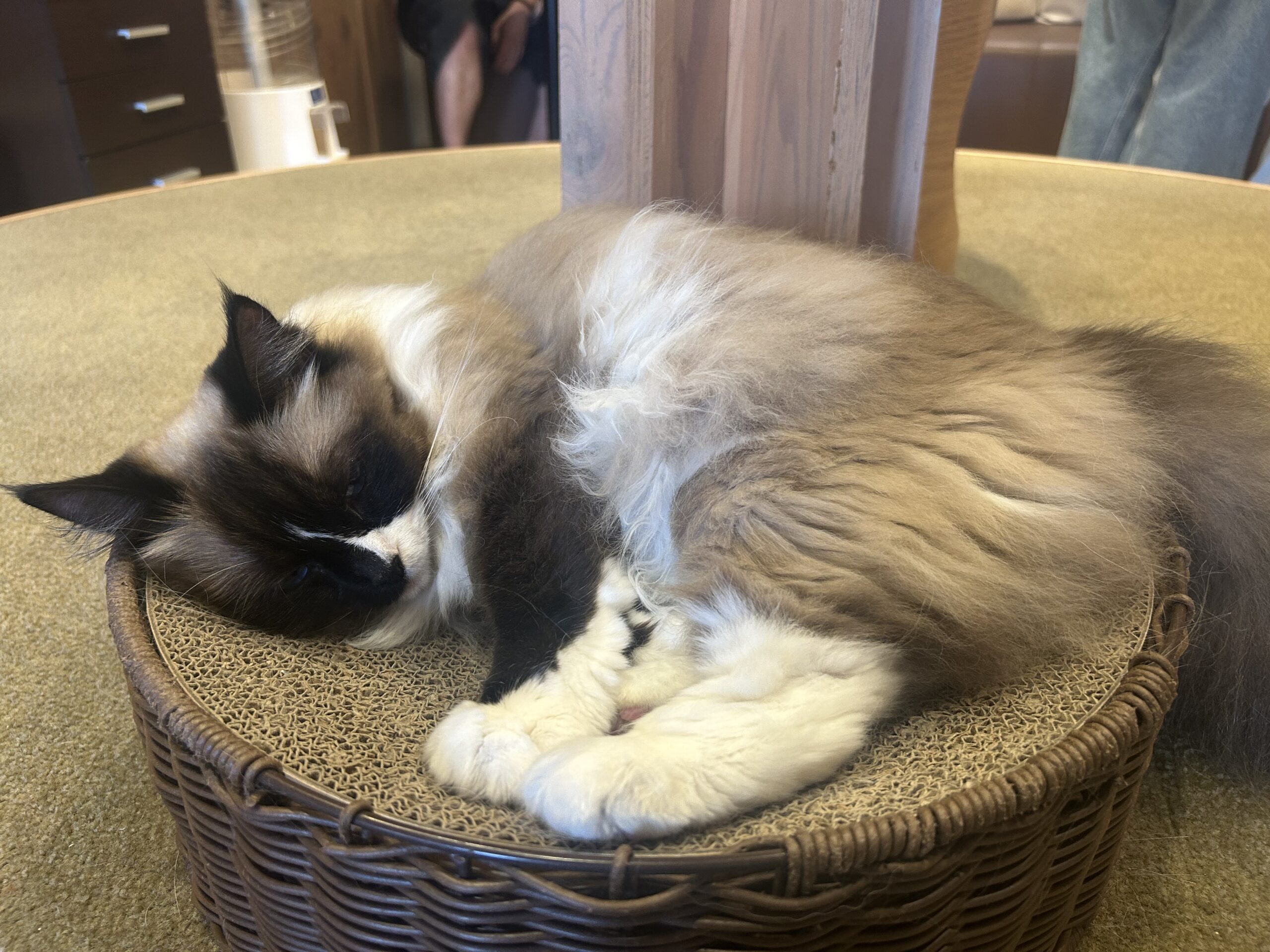 猫カフェ
